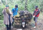 Serunya Wisata Durian di Lubuklinggau, Hanya Modal Rp 10.000