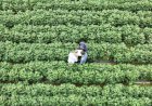 Industri Pembiakan Biologi Dongkrak Pasokan Bijian dan Produk Pertanian Utama di China