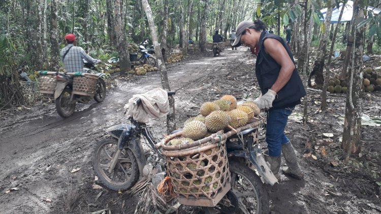 Een, tukang ojek buah durian di kampung buah durian Ulak Lebar, Kota Lubuklinggau. (ansyori malik/rmolsumsel.id)