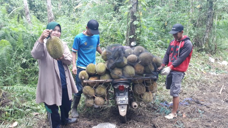 Kelurahan Ula Lebar di Kota Lubuklinggau merupakan salah satu tempat penghasil buah durian yang manis dan legit. (Ansyori/RMOLSumsel.id)