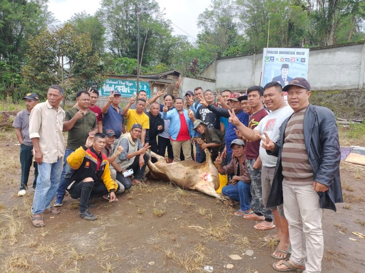 Pemotongan satu ekor sapi oleh TKD Prabowo Gibran Kota Pagar Alam sebagai bentuk rasa syukur atas kemenangan quick count. (ist/rmolsumsel.id)