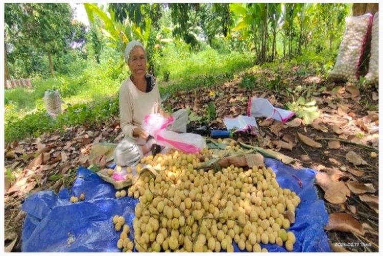 Petani duku Empat Lawang. (ist/rmolsumsel.id)