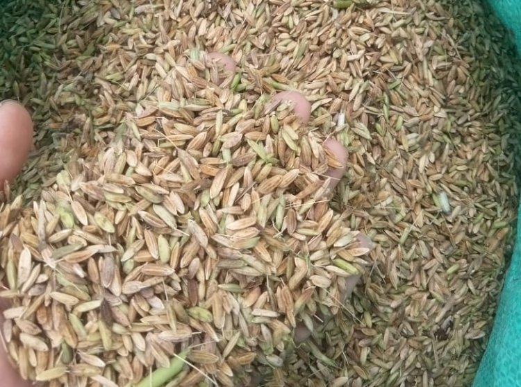 Hasil panen padi petani di Banyuasin yang kualitasnya kurang bagus akibat diserang cuaca buruk. (ist/rmolsumsel.id)