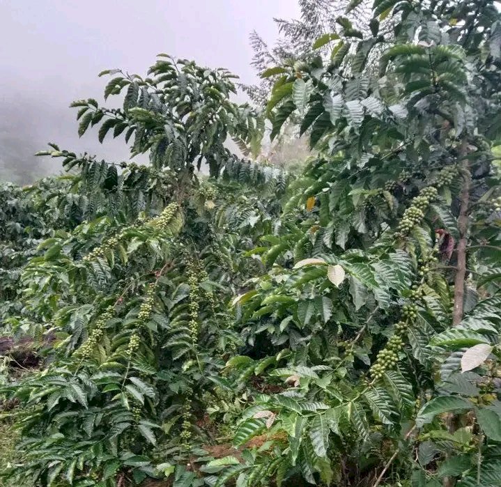 Buah kopi di Kabupaten Empat Lawang mahal tapi hasil panen sedikit. (Salim/RMOLSumsel.id)