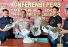 Edarkan Ganja Asal Empat Lawang, Tiga Pemuda di Palembang Ditangkap Reskrim Polsek Kalidoni 