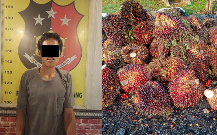 R pelaku pencurian TBS sawit milik PTPN VII yang berada di Dusun III Desa Gunung Megang Dalam, Kecamatan Gunung Megang, Kabupaten Muara Enim, Sumatera Selatan . (Dokumentasi Humas Polres Muara Enim)