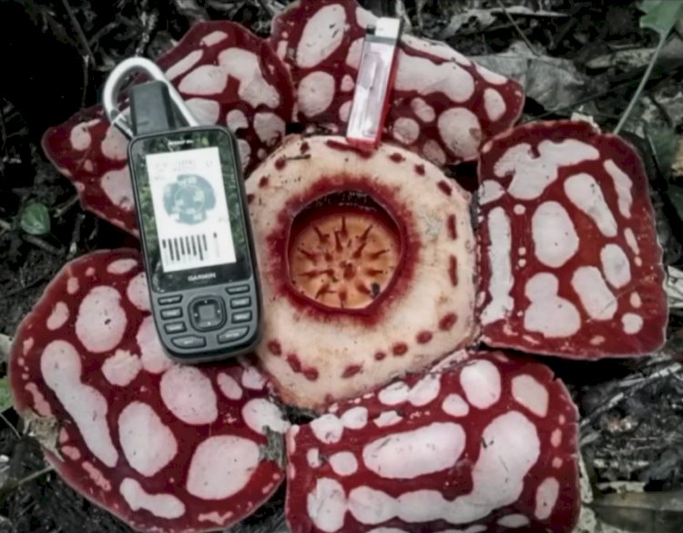 Bunga Raflesia Hasseltii ditemukan dikawasan TNKS Desa Sukakarya Baru, Kecamatan STL Ulu Terawas, Kabupaten Musi Rawas. (ist/rmolsumsel.id)