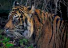 Seekor Harimau Sumatera Muncul di Kawasan Mata Ie Aceh Besar