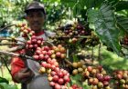 Petani di Pagar Alam Resah, Aksi Pencurian Biji Kopi Makin Marak