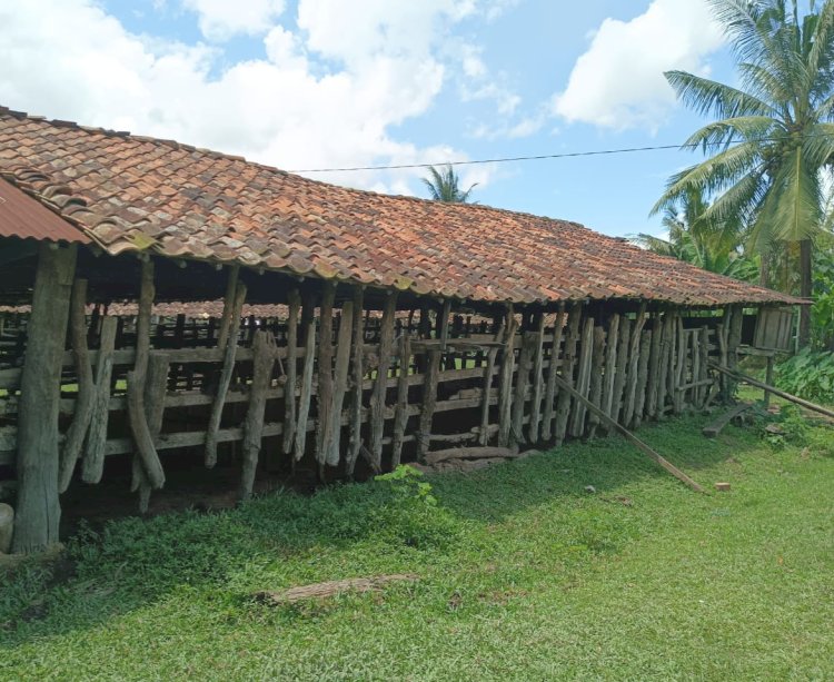 Kandang ternak yang mulai kosong milik warga di Kecamatan Pampangan. (Hari Wijaya/RMOLSumsel.id)
