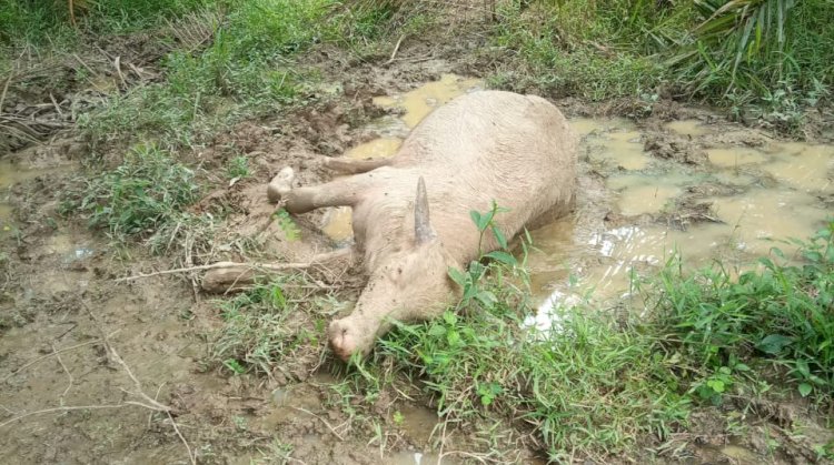 Bangkai kerbau yang mati di Empat Lawang diduga akibat terserang penyakit ngorok. (ist/rmolsumsel.id) 