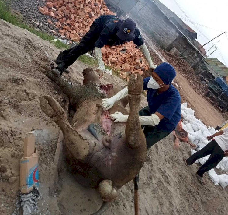 Petugas dari Dinas Peternakan melakukan pemeriksaan terhadap bangkai kerbau yang tewas akibat penyakit ngorok. (ist/rmolsumsel.id) 