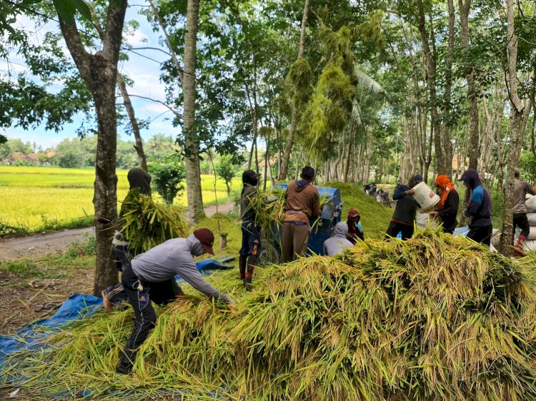 Petani di OKU Timur memanen padi/Foto:Amizon