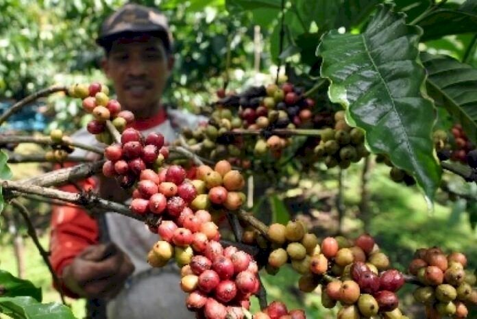 ilustrasi petani kopi di Pagar Alam/ist