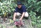 Lima Hari Lakukan Monitoring, Tim TNKS Temukan Empat Spesies Bunga Bangkai di Bukit Sulap Lubuklinggau