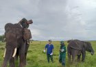 Melihat Perawatan Gajah Sumatera di Pusat Konservasi Padang Sugihan