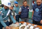 TNI AL Gagalkan Penyelundupan Ganja 13 Kilogram di Perbatasan Indonesia-Papua Nugini