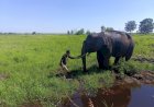 Hasil Kajian Tim Puskass: Gajah di Sumsel Makin Terusir dari Habitatnya