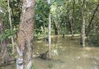 Banjir Rendam Ratusan Hektar Lahan Pertanian di Tanah Abang, Distan PALI Siapkan Bantuan Bibit