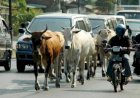 Komplotan Pencuri Sapi di Banyuasin Dibekuk Polisi, Satu Pelaku Bawa Senpi Rakitan