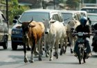 Pemuda Asal Jambi Tewas Usai Tabrak Sapi yang Diliarkan di Muba