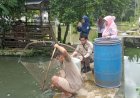 Petakan Sebaran Penyakit Ikan, Balai Karantina Sumsel Lakukan Pemantauan PIK di Lubuklinggau 
