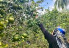 Melihat Agrowisata di Kebun Jeruk Desa Air Talas yang Berbuah Penghargaan KLHK