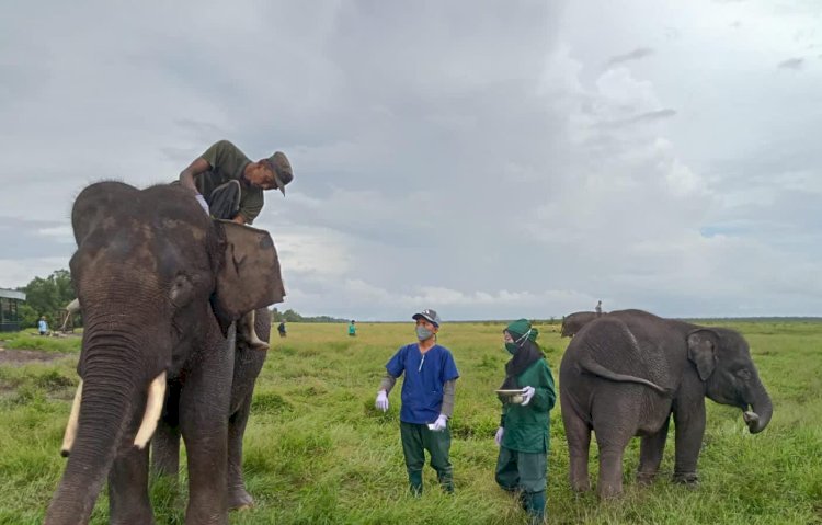 Dokter Hewan saat sedang melakukan pemeriksaan gajah di Pusat Konservasi Gajah (PKG) Padang Sugihan, Kabupaten OKI. (Handout)