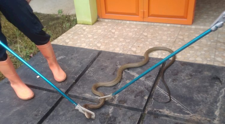 Petugas rescue animal Lubuklinggau memgamankan seekor ular kobra yang masuk ke rumah tepatnya didalam garasi. (Handout)