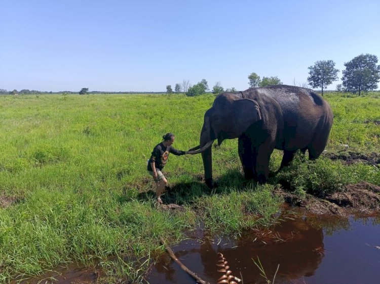 Gajah Sumatera yang ada di kawasan Air Sugihan OKI. (dudy oskandar/rmolsumsel.id) 