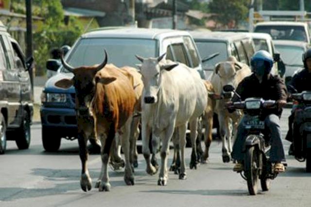 Ilustrasi Sapi. (ist)
