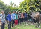 Pemkab OKU Timur Salurkan 52 Ekor Sapi Kurban pada Hari Raya Idul Adha 1445 H