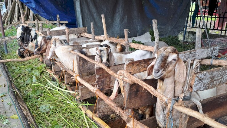 Pangkalan penjual hewan kurban di kawasan Kecamatan Kayuagung/Foto: Hari Wijaya