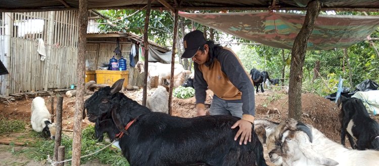 Pedagang buah di Muara Enim, Rama yang beralih berjualan hewan kurban. (ist/rmolsumsel.id) 