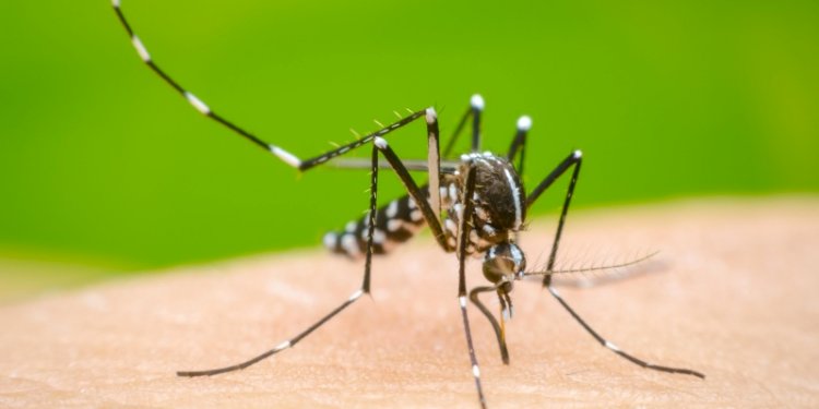 Nyamuk Aedes Aegypti. (Net)