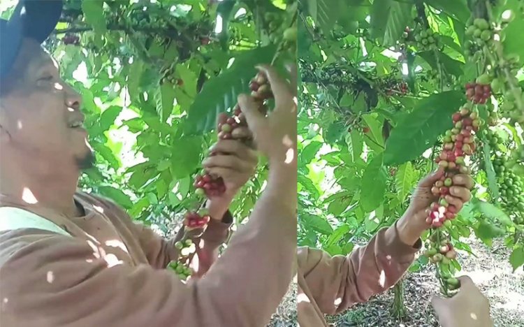 Masyarakat Pagar Alam yang memetik buah kopi do kebun (Taufik Hidyat/RMOLSumsel.id)