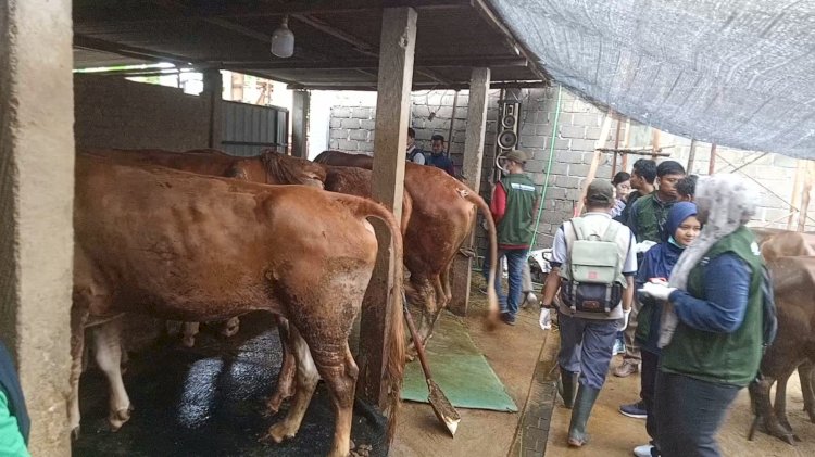 Petugas Dinas Pertanian Lubuklinggau saat melakukan pengecekan hewan kurban ke pengepul/Foto: Ansyori Malik