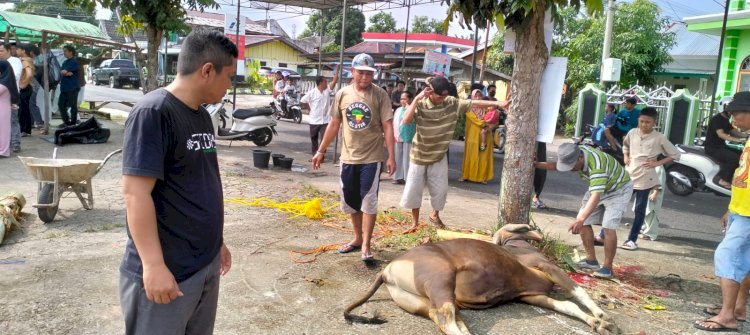 Petugas Dinas Pertanian Lubuklinggau diterjunkan tinjau kesehatan daging sapi yanh dipotong antisipasi cacing hati/ist
