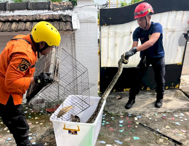 Petugas DPKPB Lubuklinggau mengamankan seekor ular sanca yang sembunyi didalam kandang burung/Foto:Humas Damkar