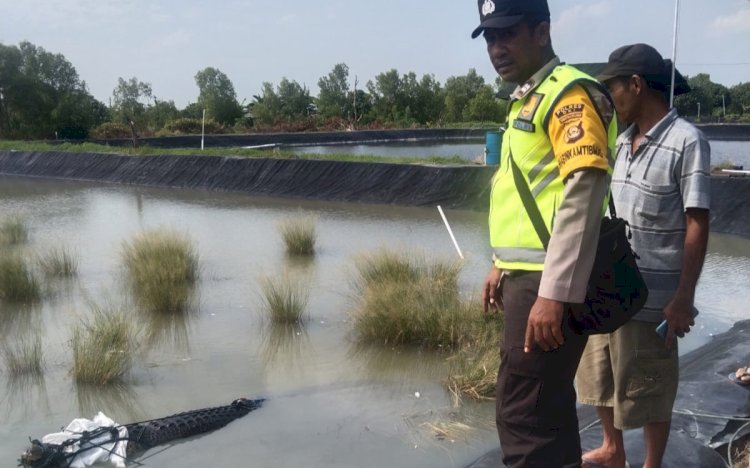 Buaya sepanjang 4 meter berhasil diamankan warga Sungai Menang/Foto:Dokumentasi Polres OKI