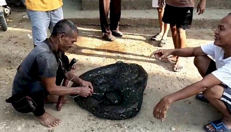 Warga menangkap ular piton sepanjang 6 meter dari dalam rawa pinggir sungai Remukus di Desa Beringin Makmur II, Kecamatan Rawas Ilir/ist