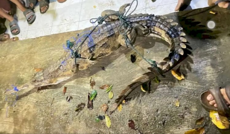 Buaya yang masuk ke jaring nelayan/ist