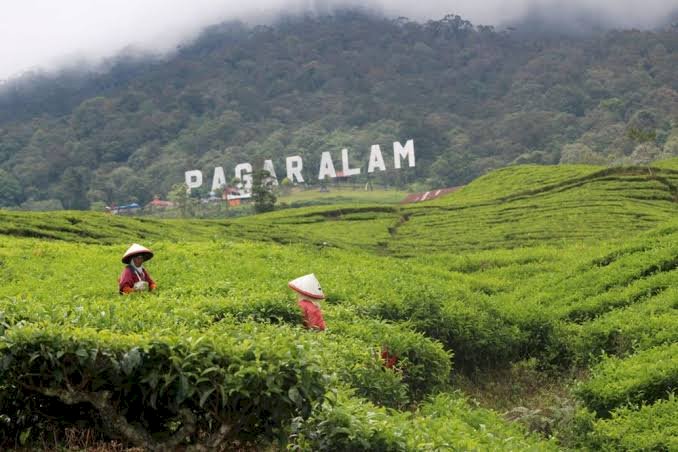 Gunung Dempo kota Pagar Alam. (Handout)