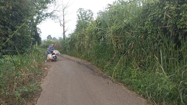 Kondisi ruas jalan di kecamatan Pagar Alam Utara yang di tumbuhi rumput yang di keluhkan ketua DPRD Pagar Alam (Taufik/RMOLSumsel.id)