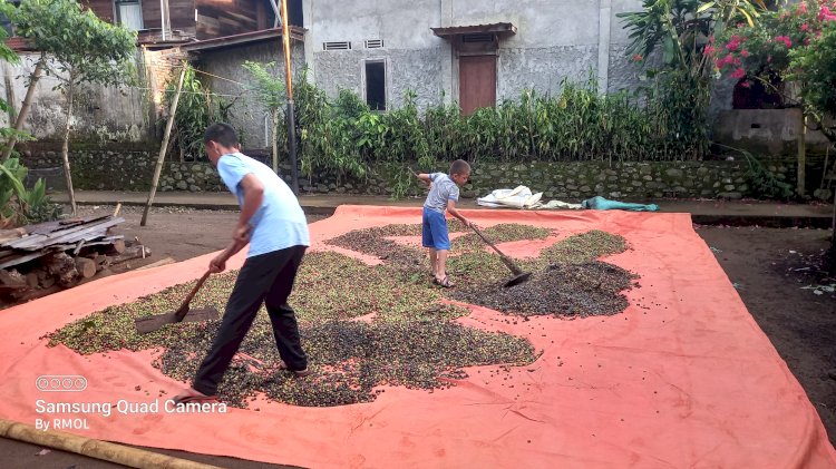 Petani saat menjemur kopi. (ist/rmolsumsel.id)