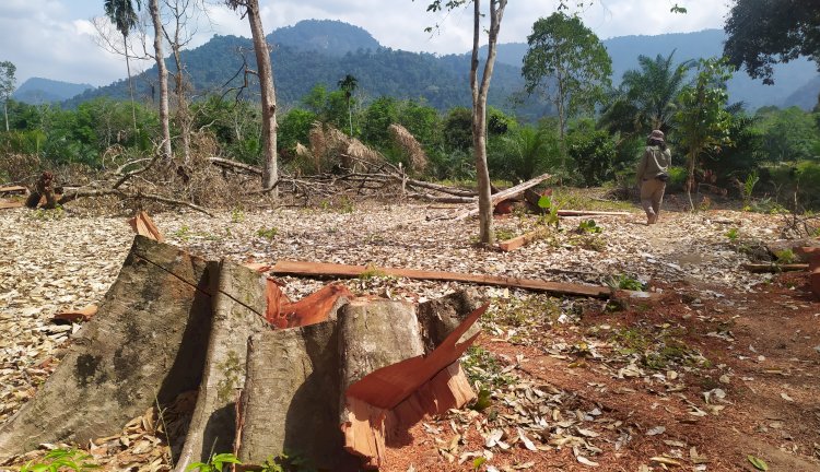 Tunggul pohon yang sudah ditebang di kawasan TNKS Sumsel /Foto:RMOL Sumsel