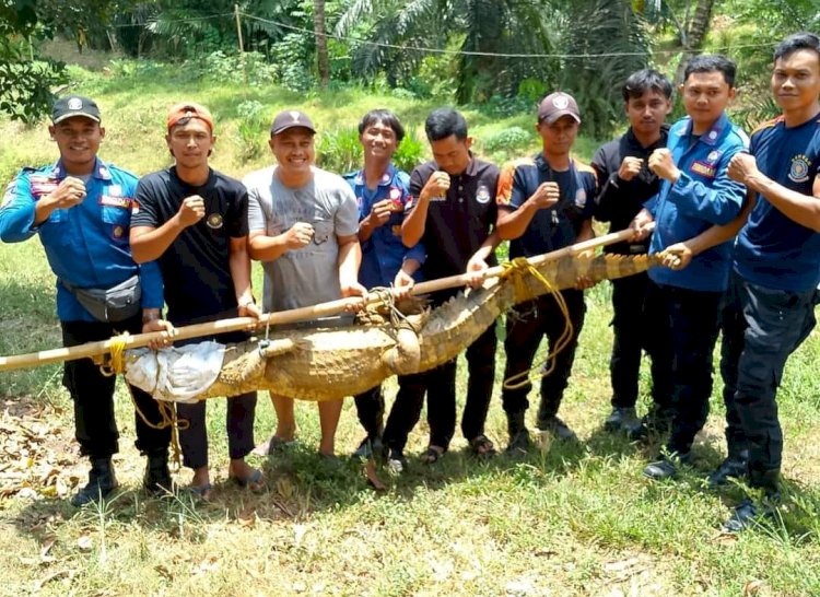 Petugas Pemadam Kebakaran (Damkar) Kabupaten Musi Rawas  mengevakuasi Buaya yang masuk kolam ikan warga/ist