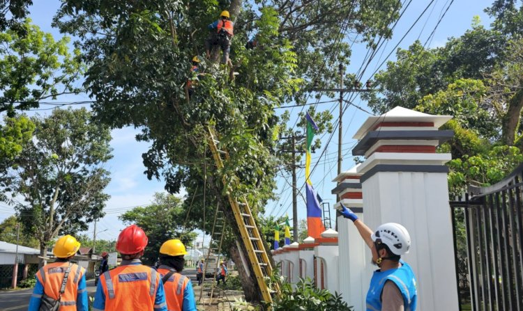 Petugas PLN sedang melakukan pemangkasan pohon yang terkena jaringan listrik.(Humas PLN)