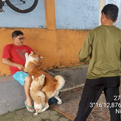 Petugas kesehatan hewan saat melaksanakan vaksin terhadap HPR.(Dokumentasi Dinas Pertanian Lubuklinggau)