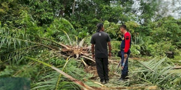 Gajah liar merusak ladang milik warga di Aceh Barat/ ist